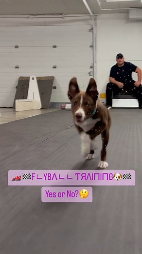 There is such a stigma associated with agility people who train their dogs in flyball. I believe this started 20 years ago, but today, any of the really good flyball trainers, take years to get a dog ready for competition During those years of foundation training, a lot of good behaviour shaping, driving and control training is put in. Shout out to Aaron Robbins for the amazing program he has put together and the attention he has toto the needs of each individual dog. Belief and This! have bloss