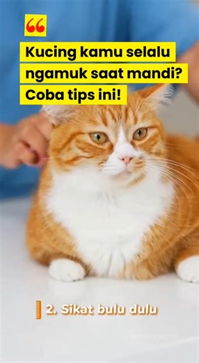 Tips Agar Kucing Tenang Saat Mandi 🐱🚿