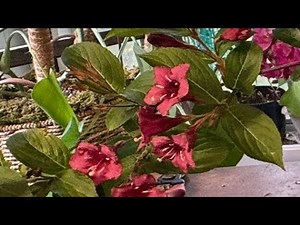How to Prune Weigela for Maximum Bloom and Growth: