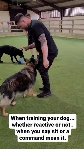 Sit Means Sit: Essential Dog Training Tips