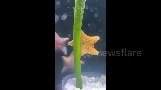'Pole-dancing' starfish goes viral as it twirls round plant stem