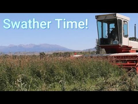 Haying in Montana, Part 1, Mowing with a Swather