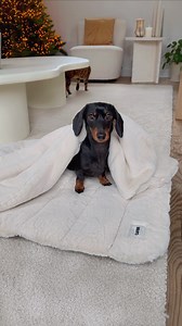 Mini Dachshund tries to relax but won't because of playful Dachshund puppy. | Loulou & Friends