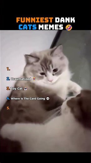 FUNNIEST DANK CAT MEMES EVER 🤣🤣 #funny #cat #catvideos #funnycatmemes