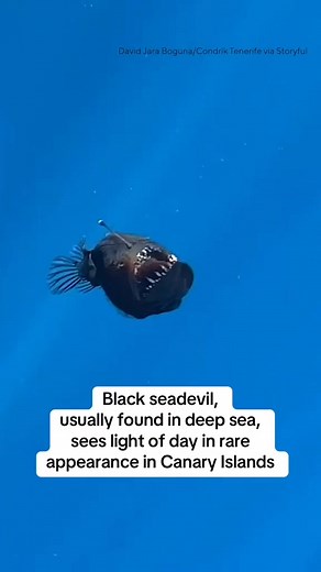 Fish Or Demon? . . . . #funny #ocean #comedy #fbreels #fish #humor #cruise #jokes #comedian #sarcasm #danregancomedy | Dan Regan Comedy