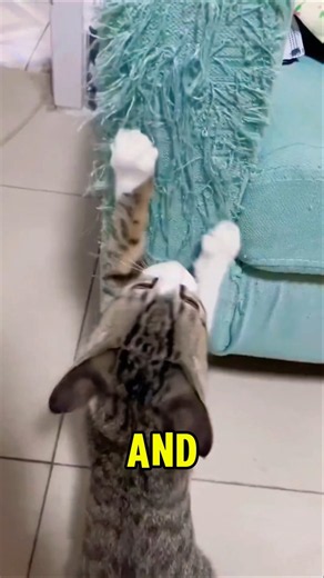 Never Punish Your Cat for Scratching Furniture