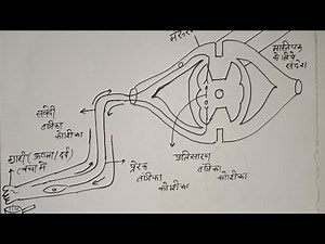 NCERT कक्षा 10 विज्ञान - प्रतिवर्ती क्रिया और प्रतिवर्ती चाप