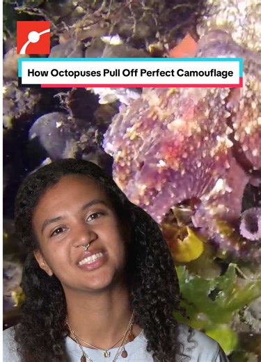 Octopuses are colorblind, yet they’re some of the most skilled camouflage artists in the animal kingdom. 🐙 Their skin is packed with chromatophores, pigment cells that let them change color and texture in an instant to match their environment. How do they do it without seeing color? That’s a puzzle scientists are still trying to solve. #Octopuses #MarineBiology #Oceanography #SeaLife #Science This project is part of IF/THEN®, an initiative of Lyda Hill Philanthropies.