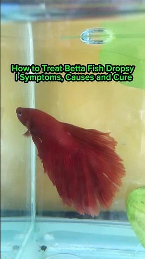 How to Treat Betta Fish Dropsy | Symptoms, Causes and Cure