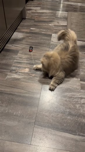 😻 Marti & Lily 😻 on Instagram: "Chasing fast cars. The string attached has been such a fun game for us. #remotecontrol #remotecontrolcar #remote #toys #toy #fun #funny #fast #fastcars #cats #catscatscats #catinstagram #catlove #playtime #playandlearn #persian #persiancats #fluffycat #instakitty #instamood #instadaily #instamoment"