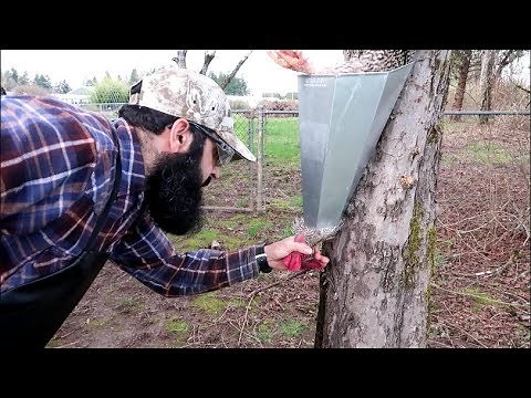 How to turn a rooster into dinner in 5 EASY STEPS!