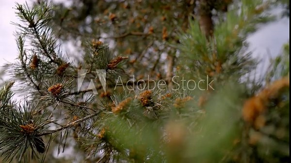 The video showcases a tranquil eco-retreat with modern, sustainable cabins nestled in a lush forest, highlighting the blend of natural beauty and innovative green architecture for a serene escape.