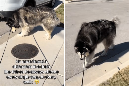 Malamute Checks Every Drain During Daily Walk, Tears Over Unexpected Reason