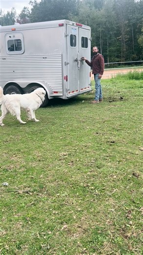 3K views · 585 reactions | Our little ranch expanded today…We’re raising Texas Longhorns! 落we got two heifers and they are registered with the Texas Longhorn Breeders Association of America (TLBAA). We’re so excited for this new adventure! Now we need help naming them!! Two girl names… Go! #texaslonghorncattle | Just North of Town | Facebook