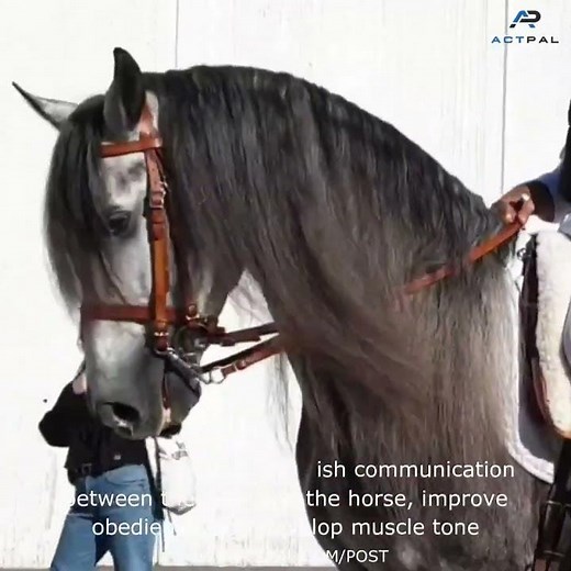 🐎🐎 Mastering Equine Elegance: Training Your Andalusian Horse for Excellence! 🐎🐎