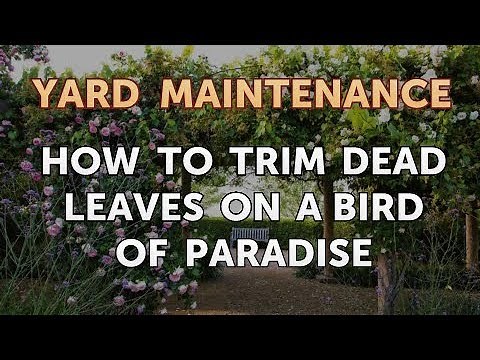 How to Trim Dead Leaves on a Bird of Paradise