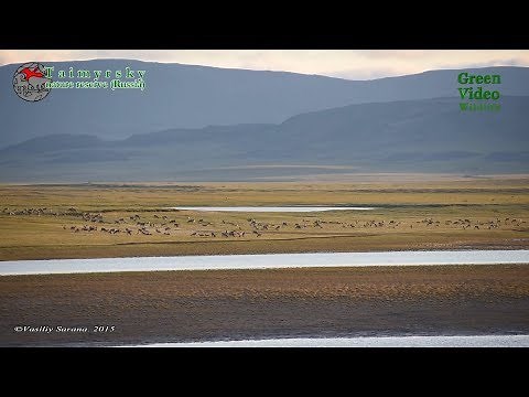 The great migration of wild reindeer. Taymyr peninsula / Rangifer tarandus / Северный олень.