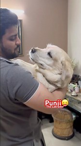 Punji की vitamin की गोली का scene, labrador का यह drama है लाजवाब 🐾