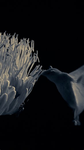 287K views · 4.2K reactions | The Mexican long-nosed bat 欄 the agave plant | National Geographic Animals | Facebook