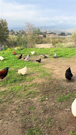 I didn’t think chicken math would get me. I had 5 for three years. It was plenty. One day someone asked if I could take their 3, we said sure. A few months later a couple mare came over. And some months after that… I now have 16 layers and 1 rooster. 🤣 I hope all chickens are treated as good or better than mine are.