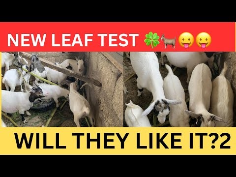 Baby Goat Snack Discovery — New Leaf Test 🐐🍀 (Live)