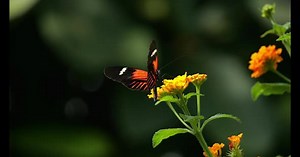 Butterfly pollinating a flower, Flapping Wings, Slow Motion 4K