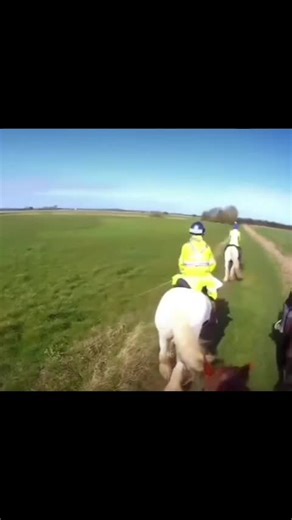 #CapCut was it the boogie man?! 🤣🤣🤣 #fyp #horses #spook #pony @Pickle_Harry_Ella Harry's debut.. 🤣🤣