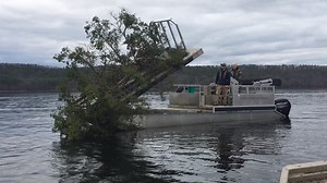 Recently, AGFC biologists with Fisheries District 8 and the Black Bass Program teamed up with members of the Arkansas Black Bass Coalition, Gwinn’s Marine and other interested anglers to boost the amount of fishery habitat available in Lake Ouachita. AGFC, with specific permission granted by the US Army Corps of Engineers, have focused on cedar trees distributed in various areas of the lake. Cedars were cut from multiple shoreline locations and sunk in strategic areas near tapering points and un