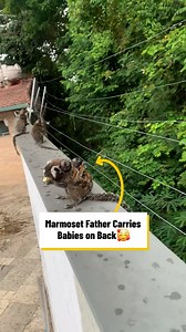 Marmoset monkeys are great fathers 🥰 | Lovimals