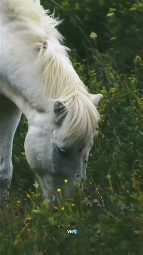 Iceland - Memories From iceland #trending #travel #viral #edit #shorts #iceland