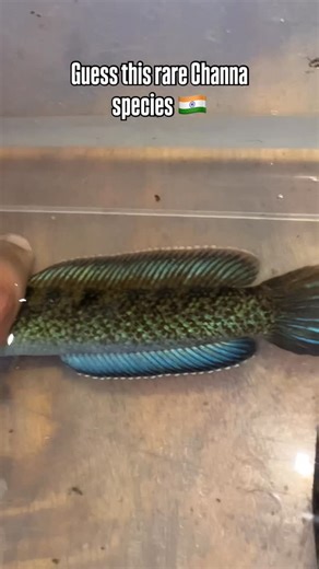 Aquatone AquaVilla on Instagram: "Guess this beauty native channa!!!! . . . . . . . . #aquariums #aquarium #aquariumhobby #fishtank #aquascape #fish #aquariumfish #aquariumlife #freshwateraquarium #aquascaping #aquariumsofinstagram #tropicalfish #fishkeeping #plantedtank #plantedaquarium #cichlids #natureaquarium #cichlid #freshwaterfish #reef #nature #freshwater #aquascaper #aquariumplants #cichlidtank #fishtanks #freshwatertank #aquariumtank #aquaticplants #aquariumfans"