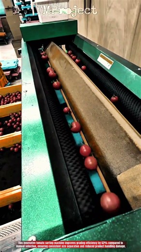 Innovative Tomato Sorting Machine: Best Efficient Grading System