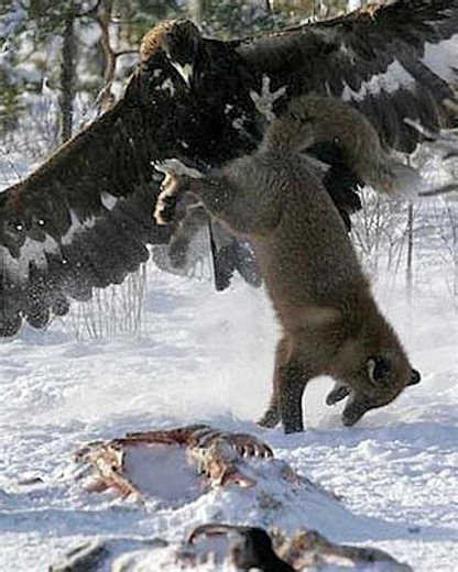 7.2K views · 122 reactions | 25 Unexpected Situations of Eagles Attacking Giant Prey Wisely Caught on Camera 礪vs | Best Video | Facebook