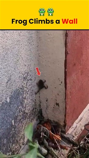 Frog Climbs a Wall 😱🐸....#ytshorts #viralshorts #wildlife #nature #frog #WallClimbing #climbing