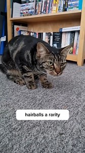 My cats keep puking out hairballs until I got them this | PurryandWaggy