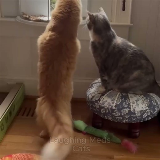 Cats that Crack me Up 🤣 #catfunny #funnycatvideos #viralcats #catlife