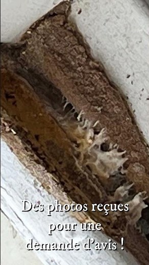 Champignons lignivores : comment détecter et traiter la mérule dans une maison ?