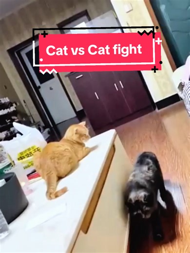 Hilarious Cat Fight Compilation - Funny Moments
