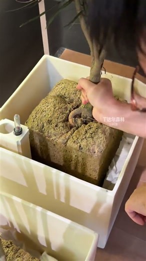 Take ten minutes to create a small lazy plant landscape