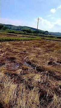 không đâu đẹp bằng quê hương mình sau vụ gặt lúa song