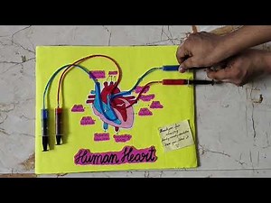Working Heart Model with Cardboard