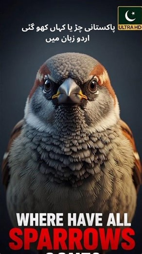 چڑیا کہاں گئی؟ | House Sparrow Disappearing from Pakistan | Wild Urdu