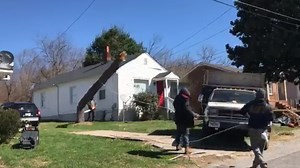 Tree removal services busy after high wind event on Friday