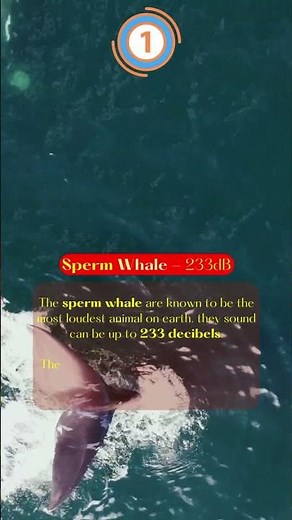 3 most loudest animal in the world