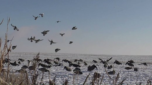 33K views · 167 reactions | The mallard footage over the clones everyone has been wanting to see! | Prairiewind Decoys | Facebook