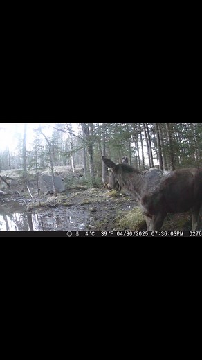 Enjoy some nh wildlife. #treendingreels. #wildlifephotograpy. #NH. #nhwildlife. #wildlifeconservation | NH Wildlife Cams