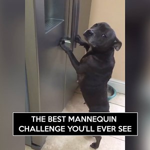 The best mannequin challenge you'll ever see Credit: Molly and Tilly staffies | LOLKidz