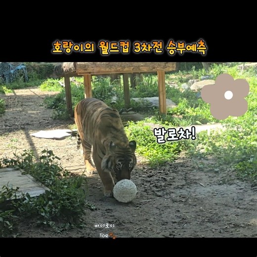 호랑이 다우니와 나라의 남아프리카 공화국전 승부예측 Everland Amurtiger Daun Nara #호랑이#타이거밸리#아름다운우리나라