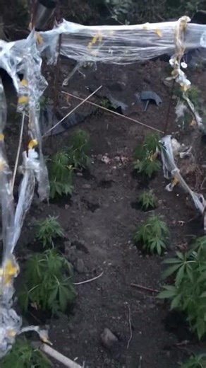 2week3days autoflower outdoor grow #cannabisgrow #outdoorgrow #growshorts