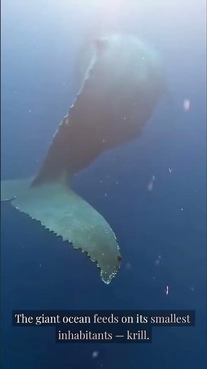 The Largest Animal on Earth
